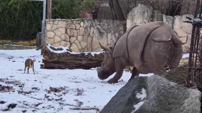 Mini deer tries to posture up a fully-grown rhino