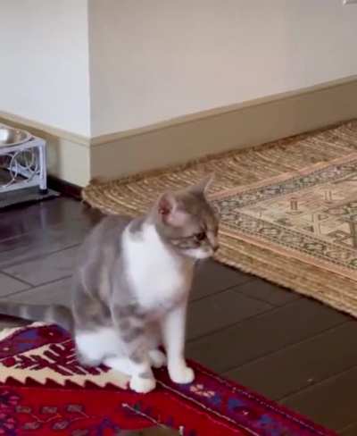 Explaining Catculus