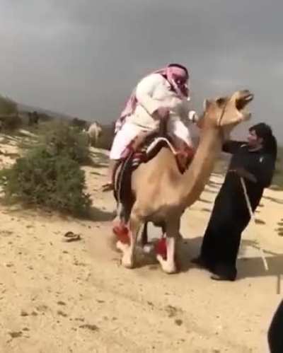 M&rsquo;goodArab intimidates puny camel with his powerful gamer physique.