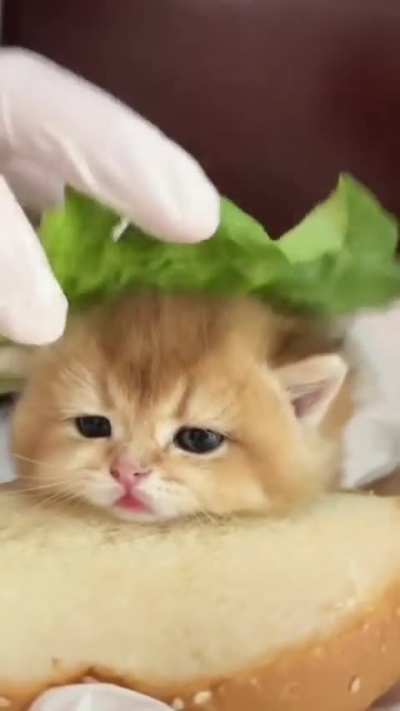 Burmeow