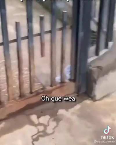 el perro que mea