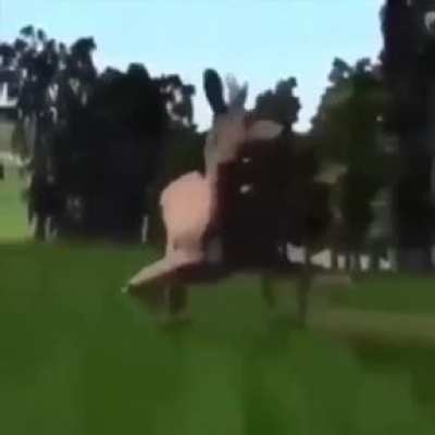 d-dostum bu at &ccedil;ok iyi dans ediyor 😳😳