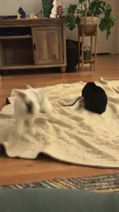 I think she&rsquo;s happy I put the Zoomies blanket out