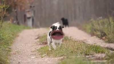 I'm a dog barf