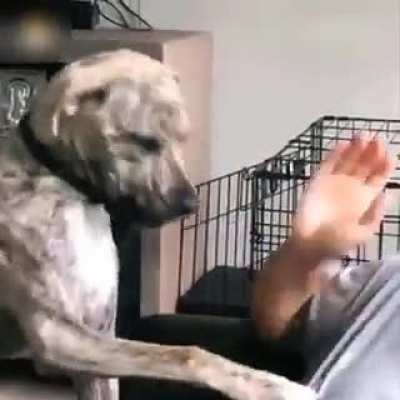 Pets Have No Concept Of Personal Space - join subreddit
