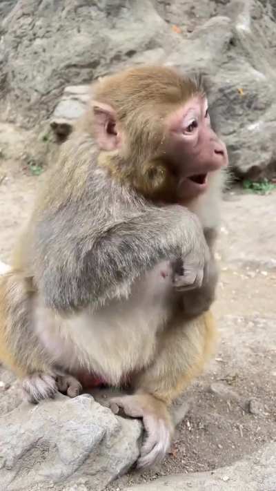 what behavior is this in a wild rhesus macaque?
