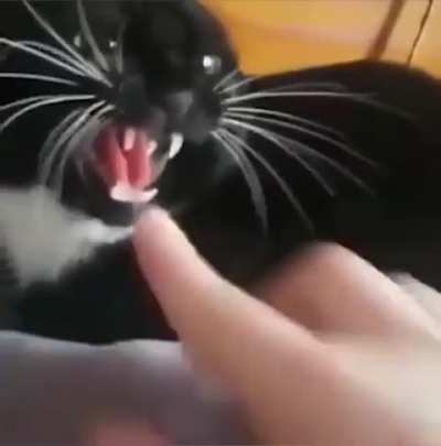 half life cat