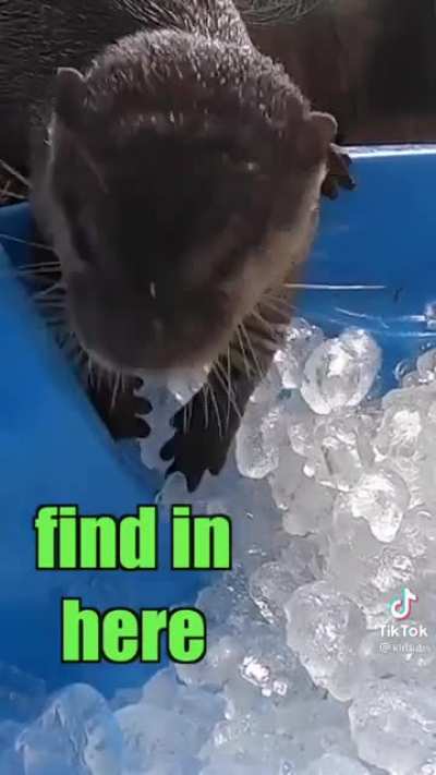 Otters enjoying a tub of ice