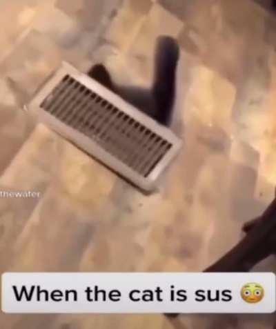 The sus cat