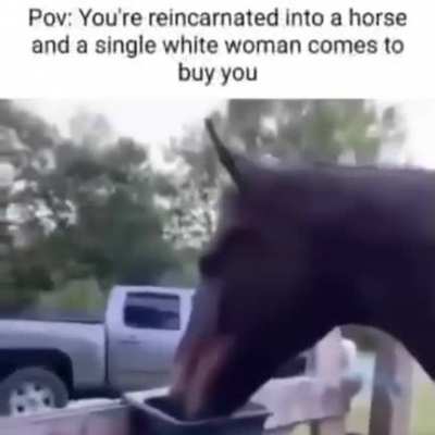 Horse