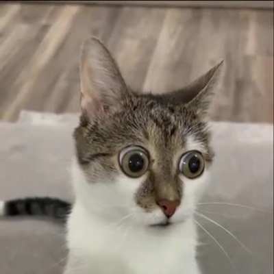 Poor catto