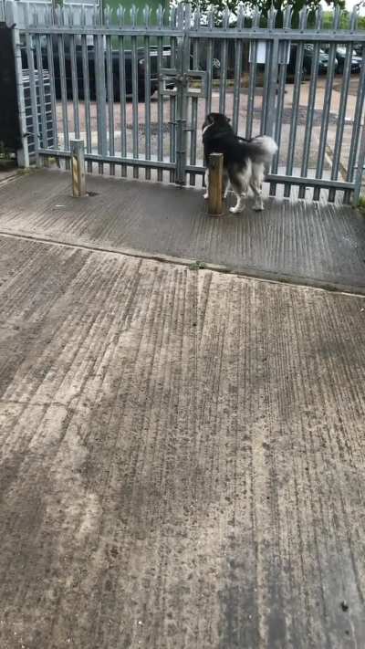 Malamute greetings are the best&hellip;. ❤️ the rear wobble from the tail is the best haha!