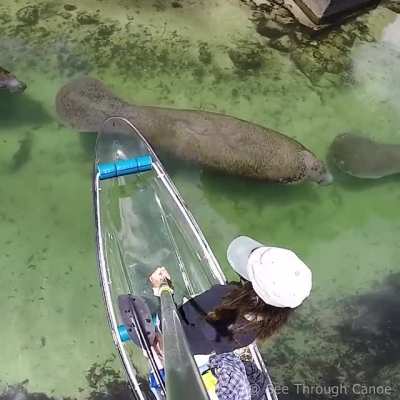 Florida Traffic Jam