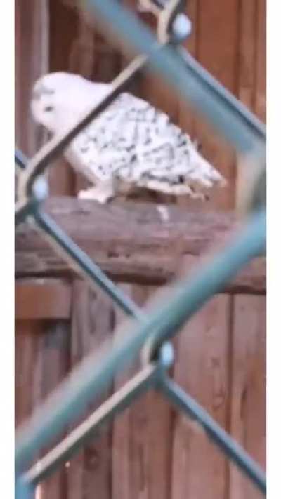 Hedwig is having ptsd