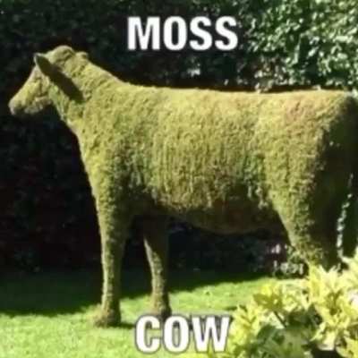 he do be moss