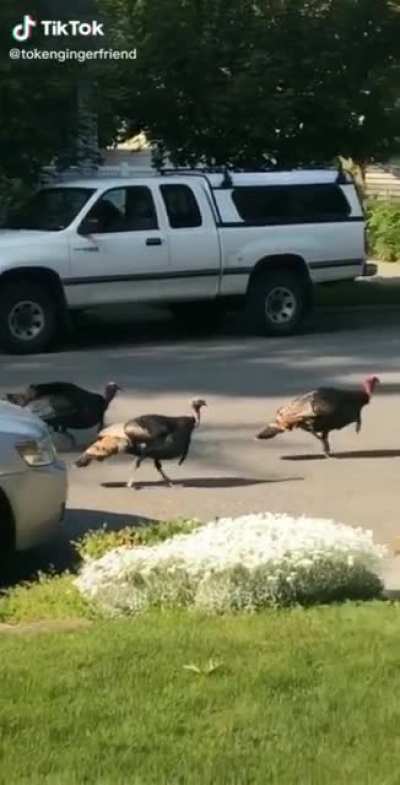 🦃turkey gang🦃
