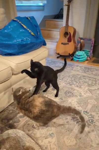 Christopher, down about 4 lbs from Dinah, uses his height to appear more intimidating 😂