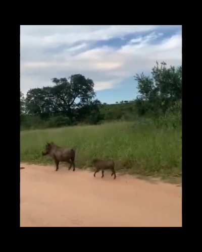 🐗🐗🐗