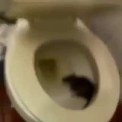 Este es de mis mayores miedos, que aparezca de la nada y me muerda los huevos XD