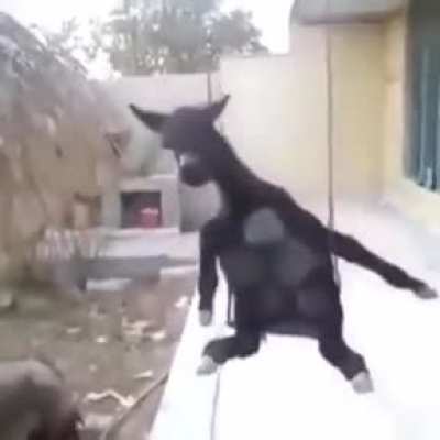 ميسيميسيميسيميسيميسي