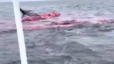 Whale exploding 
