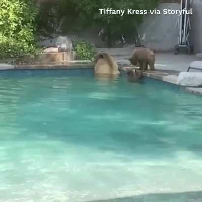 Family of bears take dip in California backyard pool