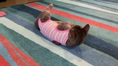 Olive got spayed and hated wearing a cone. I thought she might like a onesie better, but it caused a full system shutdown.