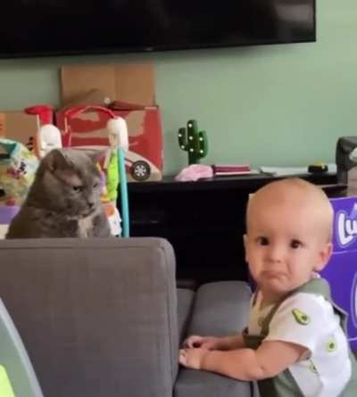 Cat&rsquo;s like &ldquo;wtf i barely even touched him&rdquo;