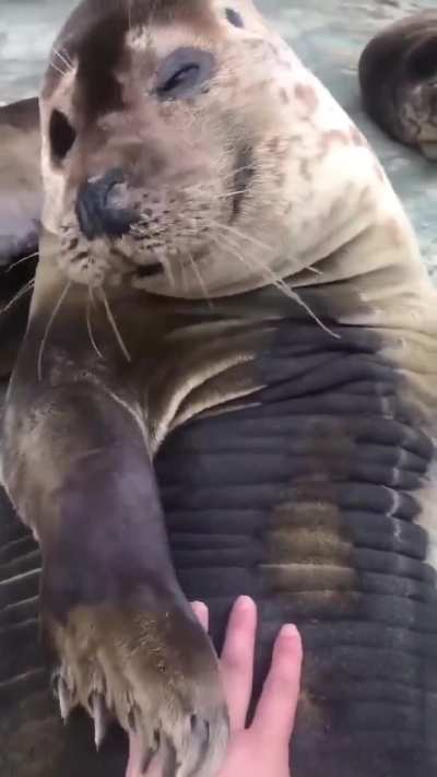 If you pet a seal there&rsquo;s a chance it will pet you back