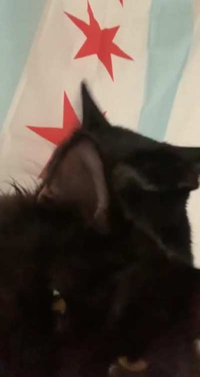 Lucy (shorthair) and Sumi (longhair)! Thought you guys would appreciate this so I thought I&rsquo;d just leave this here. (Sound up for purs)
