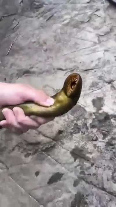 Made in the image of "God". That is just one of the parasites that we can see. What about all the ones that we can't see