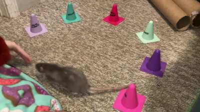 My talented pet rat Cinnamon practicing weaving around cones in a semi-circle!