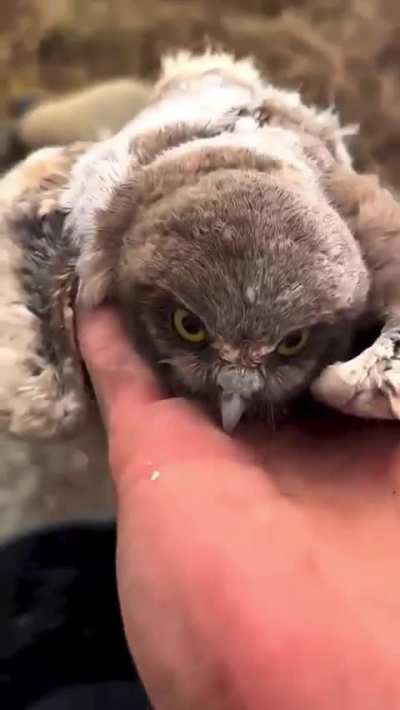 Setting Owlets Free