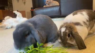 Dinner theater for rabbits!