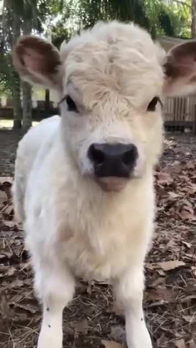 cow baby boy