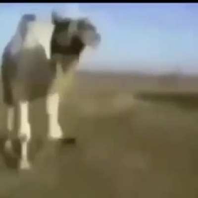 الحركي للجسم وتجاويفه المجوفة