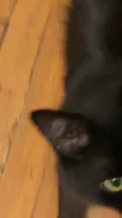 Everybody&hellip; meet Walter. He starts this at 4am every day.
