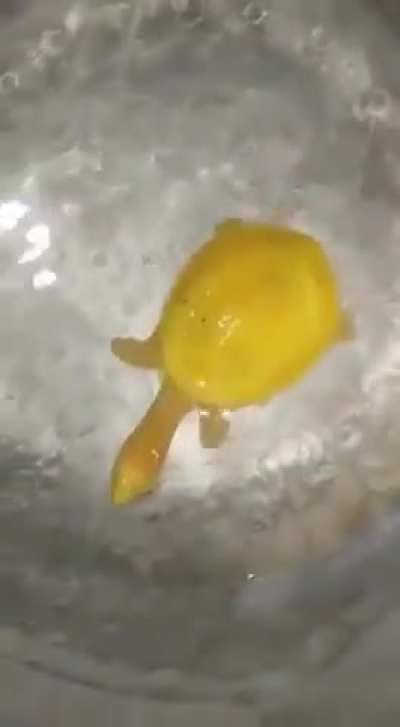 Cheesy Wunkus
