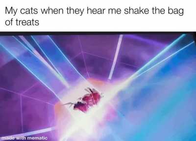 Hungry zoomies