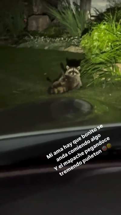 Sokak ortasında otsbir çeken rakun