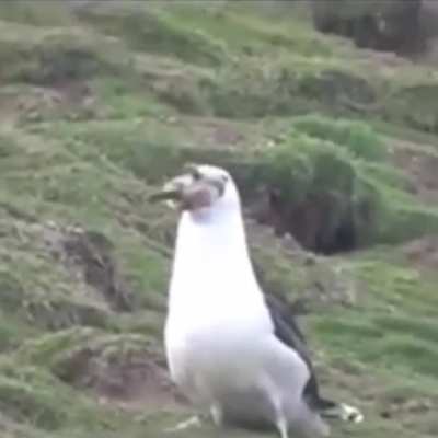Om nom nom nom