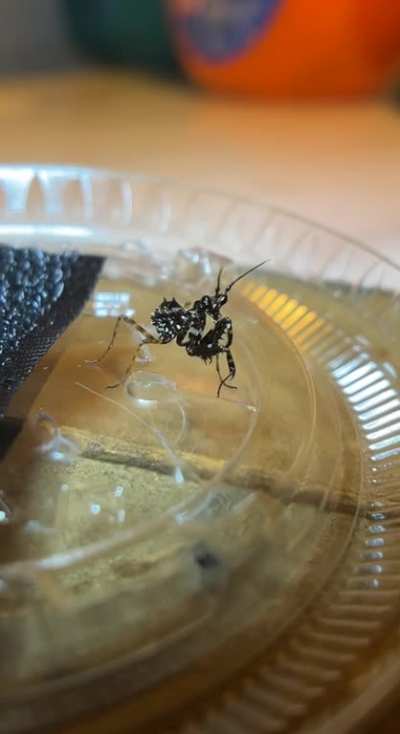 My spiny flower mantis nymph!