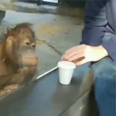 Every now and then it&rsquo;s nice to remember this orangutan&rsquo;s reaction to this trick.