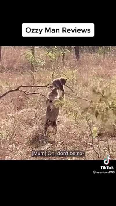 Best Koala fight ever