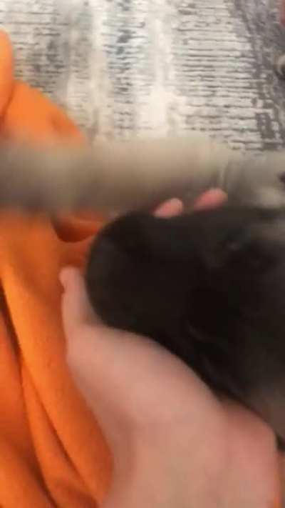 my lil pupper is also a lil chomper