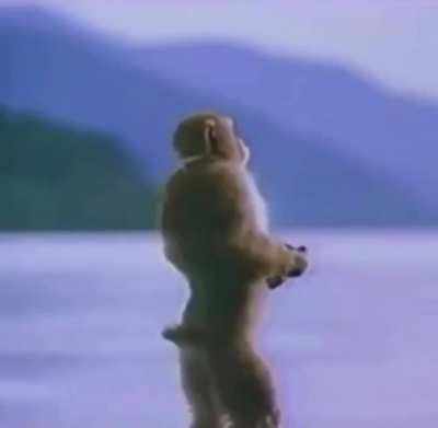 Monkey kinda be vibin doe