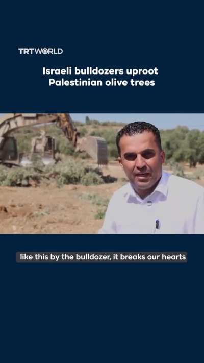 Just weeks before the vital annual harvest, Israeli bulldozers have ripped up dozens of olive trees in the occupied West Bank town of Arraba.