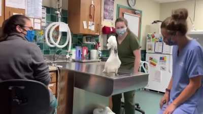 Meet Sydney, a male umbrella cockatoo socializing with Vet Hospital Staff!