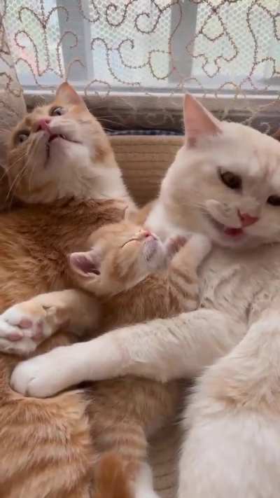 Takecare of baby kitten