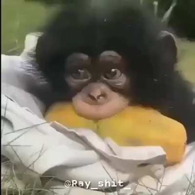 MONKEY